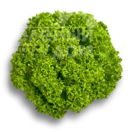 Насіння салату Лугано / Lugano купити оптом і в роздріб в Україні за вигідною ціною