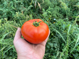Насіння томатів Дайсон F1 / Dayson F1 купити оптом і в роздріб в Україні за вигідною ціною