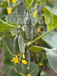 Насіння огірків Моджо F1 / Modzho F1  купити оптом і в роздріб в Україні за вигідною ціною