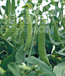 Насіння гороху Грунді / Hrundi, 70 днів купити оптом і в роздріб в Україні за вигідною ціною