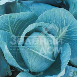 Семена капусты белокочанной Блоктор F1 / Bloktor F1,130-135 дней купить оптом и в розницу в Украине по выгодной цене