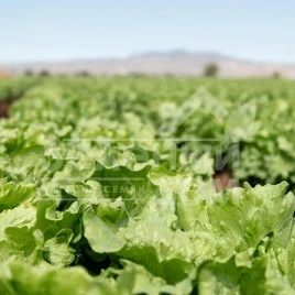 Семена салата Топачо / Topacio,52-55 дней купить оптом и в розницу в Украине по выгодной цене