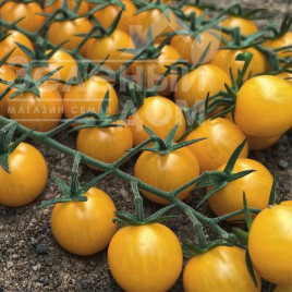 Насіння томатів Віцере F1 / Vicere F1, 65-70 днів купити оптом і в роздріб в Україні за вигідною ціною