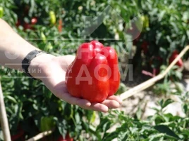 Насіння солодкого перцю Гранова / Granova, 55-60 днів купити оптом і в роздріб в Україні за вигідною ціною