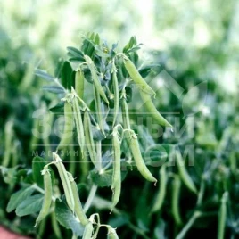 Семена гороха Зонда / Zonda купить оптом и в розницу в Украине по выгодной цене