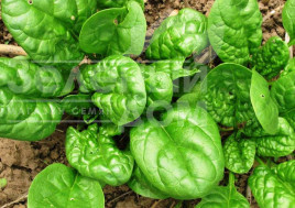 Насіння шпинату Ель Форте / El Forte,42 дні купити оптом і в роздріб в Україні за вигідною ціною