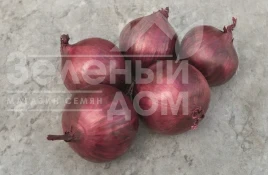 Насіння цибулі ріпчастої Ред Рум F1 / Red Rum F1,112 днів купити оптом і в роздріб в Україні за вигідною ціною