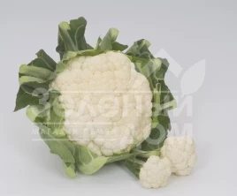 Семена капусты цветной Церси (Серси)  F1 / Cercy F1,90-95 дней купить оптом и в розницу в Украине по выгодной цене