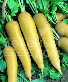 Семена редьки Лутеа / Lutea,40-50 дней купить оптом и в розницу в Украине по выгодной цене
