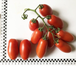 Насіння томатів Візард F1 / Vizard F1 купити оптом і в роздріб в Україні за вигідною ціною