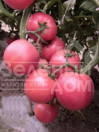 Семена томатов Глорианс F1 / Glorians F1 купить оптом и в розницу в Украине по выгодной цене