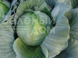Насіння капусти білокачанної Таргет F1 / Target F1,125-130 днів купити оптом і в роздріб в Україні за вигідною ціною