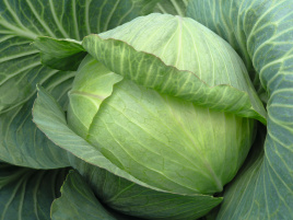 Насіння капусти білокачанної Парадокс F1 / Paradox F1,140 днів купити оптом і в роздріб в Україні за вигідною ціною