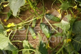 Семена огурцов Саунд F1 / Sound F1,50 дней купить оптом и в розницу в Украине по выгодной цене