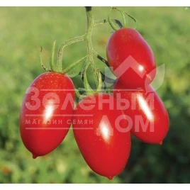 Семена томатов Санмино F1 / Sanmino F1,65-70 дней купить оптом и в розницу в Украине по выгодной цене