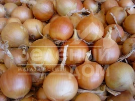 Лук репчатый Дормо F1 / Dormo F1,115 дней купить оптом и в розницу в Украине по выгодной цене