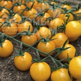 Семена томатов Вицере F1 / Vicere F1, 65-70 дней купить оптом и в розницу в Украине по выгодной цене