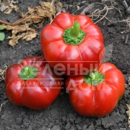 Семена сладкого перца Ред Булл F1 / Red Bull F1,70 дней купить оптом и в розницу в Украине по выгодной цене