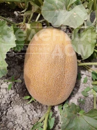 Семена дыни Марадонна F1 / Maradonna F1, 65-70 дней купить оптом и в розницу в Украине по выгодной цене