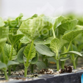 Насіння підщепи Сфінкс F1 / Sphinx F1 купити оптом і в роздріб в Україні за вигідною ціною