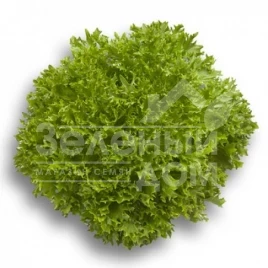 Семена салата Экспертайз / Expertise купить оптом и в розницу в Украине по выгодной цене