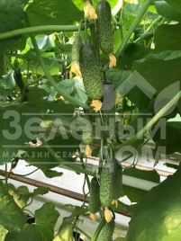 Семена огурцов Кантара F1 / Cantara F1,50 дней купить оптом и в розницу в Украине по выгодной цене
