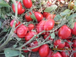 Семена томатов 1509 F1 / 1509 F1,110 дней купить оптом и в розницу в Украине по выгодной цене