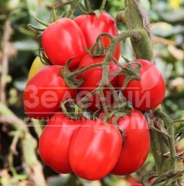 Семена томатов ЛС 1412 F1 / LS 1412 F1,100 дней купить оптом и в розницу в Украине по выгодной цене