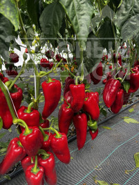 Насіння солодкого перцю ТС 09-1433 F1  / TS 09-1433 F1  купити оптом і в роздріб в Україні за вигідною ціною