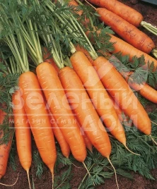 Семена моркови Бангор F1 / Bangor F1,110 дней купить оптом и в розницу в Украине по выгодной цене