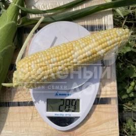 Семена кукурузы Дефендер F1 / Defender F1,74 дня купить оптом и в розницу в Украине по выгодной цене