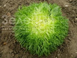 Насіння салату Калафайн / Calafine,60-70 днів купити оптом і в роздріб в Україні за вигідною ціною