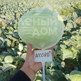 Семена капусты белокочанной Акорд F1 / Akord F1, 110-120 дней купить оптом и в розницу в Украине по выгодной цене