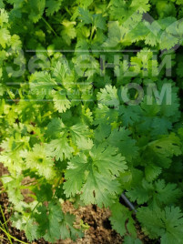 Насіння кінзи (коріандру) Маріно / Marino,40-45 днів купити оптом і в роздріб в Україні за вигідною ціною