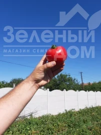 Насіння томату Селла F1 / Sella F1, 58-62 дні купити оптом і в роздріб в Україні за вигідною ціною
