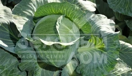 Семена капусты белокочанной Продикус F1 / Prodicus F1, 125-130 дней купить оптом и в розницу в Украине по выгодной цене