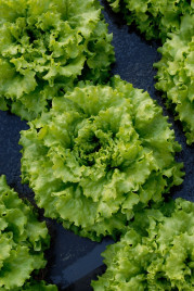 Насіння салату Кайпіра / Caipira купити оптом і в роздріб в Україні за вигідною ціною