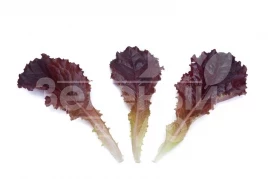 Семена салата Алборето / Alboreto  купить оптом и в розницу в Украине по выгодной цене