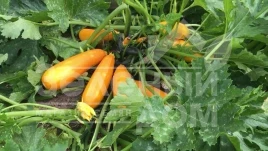 Семена кабачков Голдена / Goldena,45-50 дней купить оптом и в розницу в Украине по выгодной цене