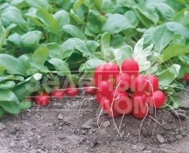 Семена редиса Донар F1 / Donar F1,23-25 дней купить оптом и в розницу в Украине по выгодной цене