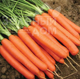 Насіння моркви Карруба F1 / Carruba F1,100-105 днів купити оптом і в роздріб в Україні за вигідною ціною