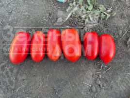 Насіння томатів Драй F1 / Dray F1, 95 днів купити оптом і в роздріб в Україні за вигідною ціною