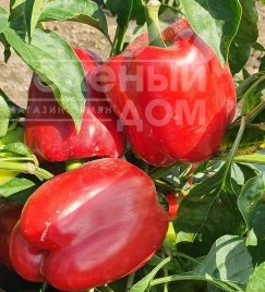 Семена сладкого перца Касандра F1 / Kasandra F1 купить оптом и в розницу в Украине по выгодной цене