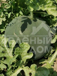 Семена арбуза Блэки (INX 1748) F1 / Blacky (INX 1748) F1,62-63 дня купить оптом и в розницу в Украине по выгодной цене