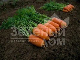 Семена моркови Арон F1 / Aron F1,75-80 дней купить оптом и в розницу в Украине по выгодной цене