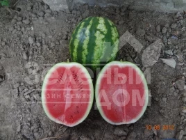 Семена арбуза Кримсон Свит / Crimson Sweet, 80-85 дней купить оптом и в розницу в Украине по выгодной цене