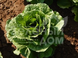 Семена салата Мезкют / Mezquit купить оптом и в розницу в Украине по выгодной цене