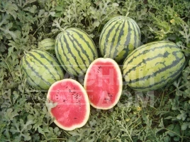 Семена арбуза Бедуин F1 / Bedouin F1,80 дней купить оптом и в розницу в Украине по выгодной цене