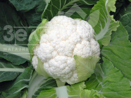 Насіння капусти цвітної Скайвокер F1 / Skywalker F1,90 днів купити оптом і в роздріб в Україні за вигідною ціною