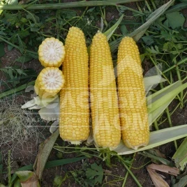 Семена кукурузы Добрыня F1 / Dobrynja F1,70 дней купить оптом и в розницу в Украине по выгодной цене